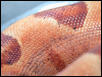 Salmon Female Pic 7