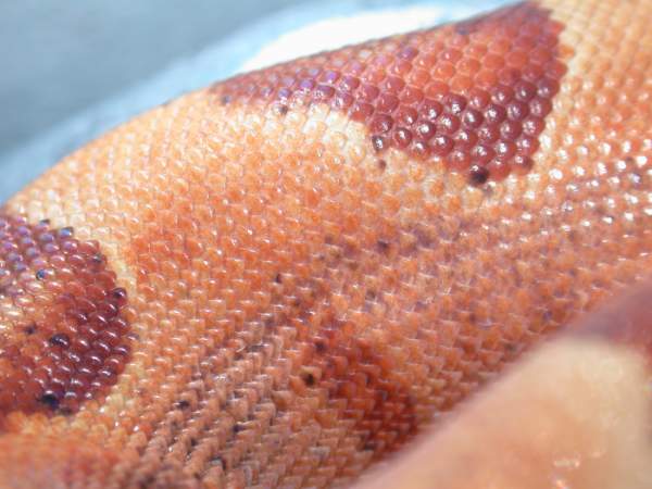 Salmon Female Pic 7