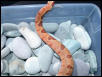 Salmon Female Pic 8