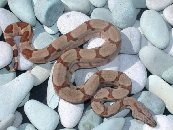 Hypo Female