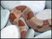 Hypo Female Pic 4 - Tail Shot 3