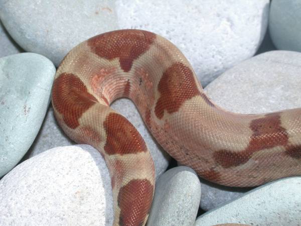 Hypo Female Pic 4 - Tail Shot 3