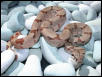 Hypo Female Pic 2