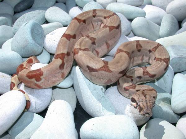 Hypo Female Pic 2