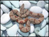 Hypo Female Pic 3