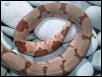 Hypo Female Pic 4 - Tail Shot
