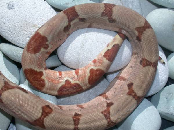 Hypo Female Pic 4 - Tail Shot