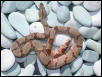 Hypo Female Pic 4