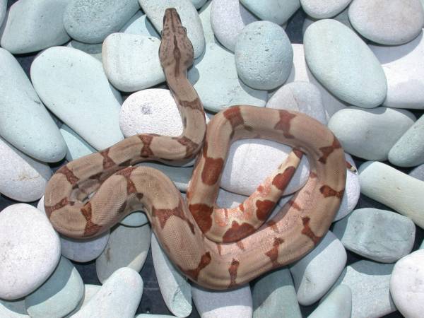 Hypo Female Pic 4
