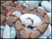 Hypo Female Pic 4 - Tail Shot 2