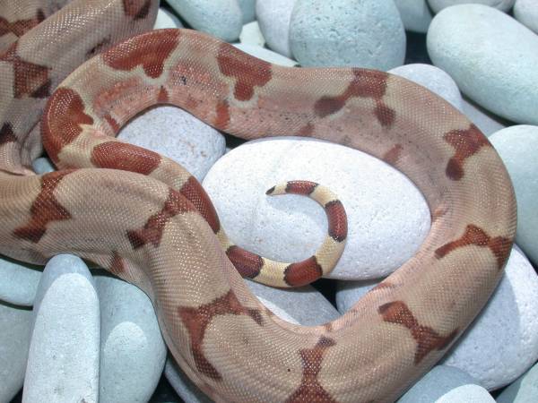 Hypo Female Pic 4 - Tail Shot 2