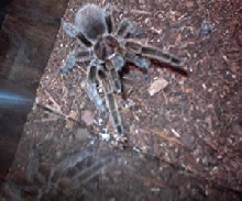 Female G. Rosea