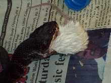cotton mouth eating 2