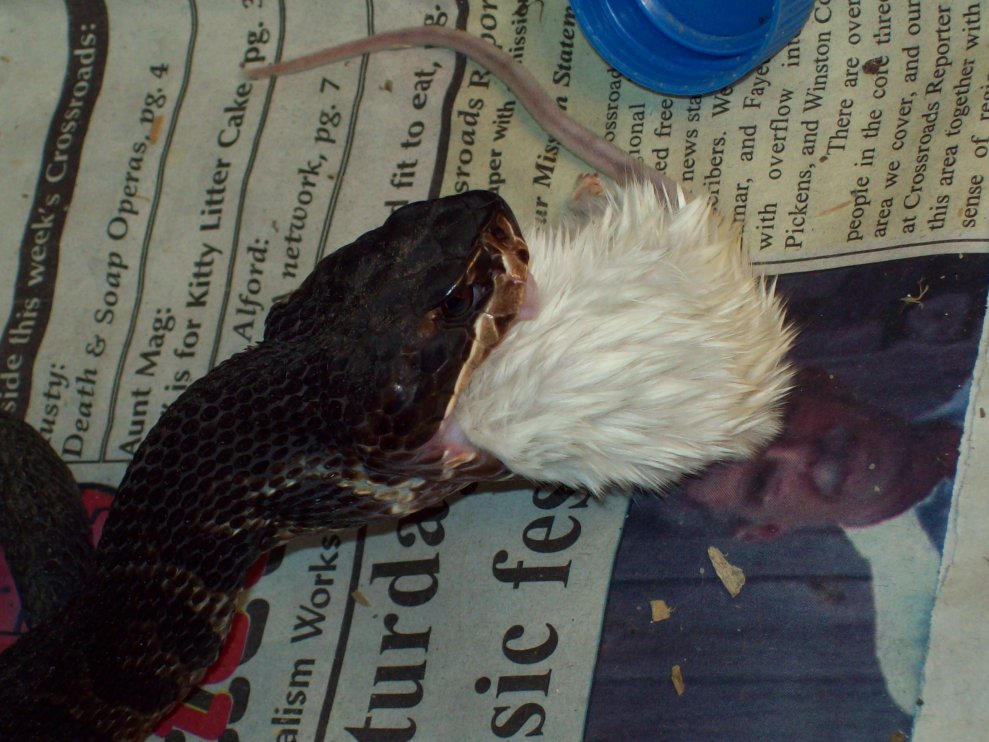 cotton mouth eating 2