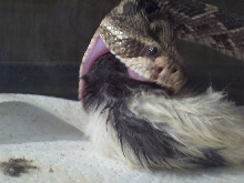 diamond-brake eating rat2