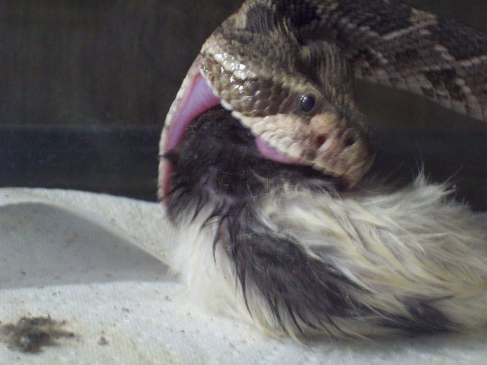 diamond-brake eating rat2