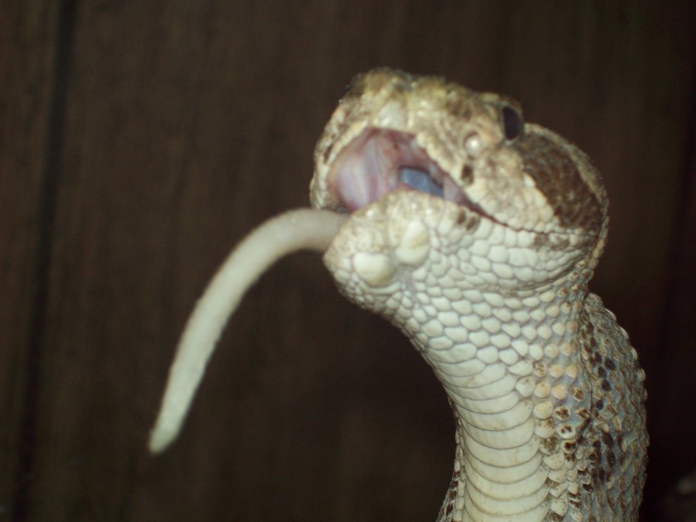 diamond-brake eating rat
