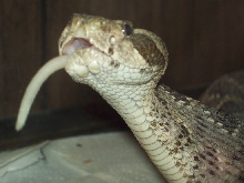 diamond-brake eating rat3