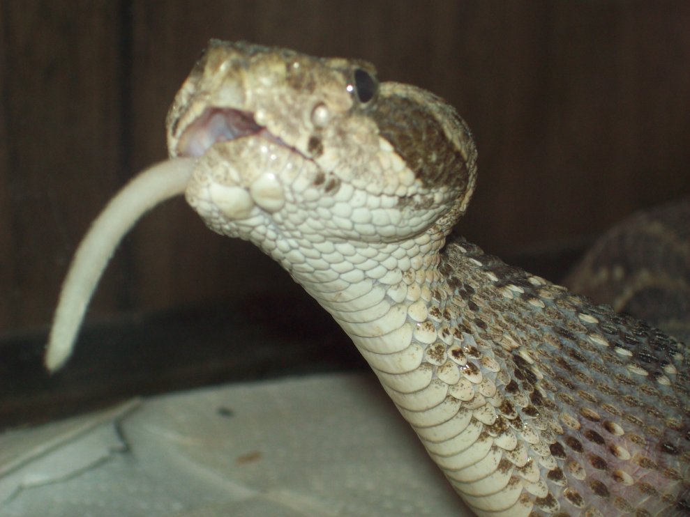 diamond-brake eating rat3