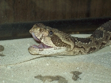 diamond-brake eating rat4