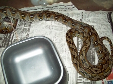 retic eating body shot