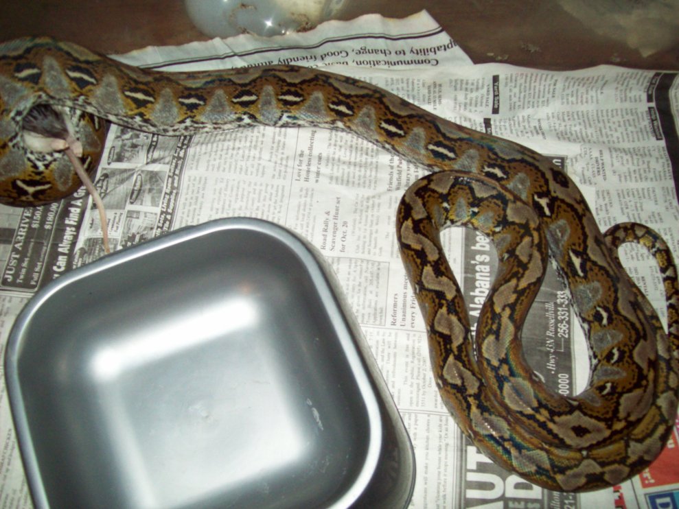 retic eating body shot