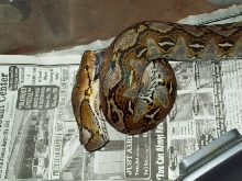 retic eating