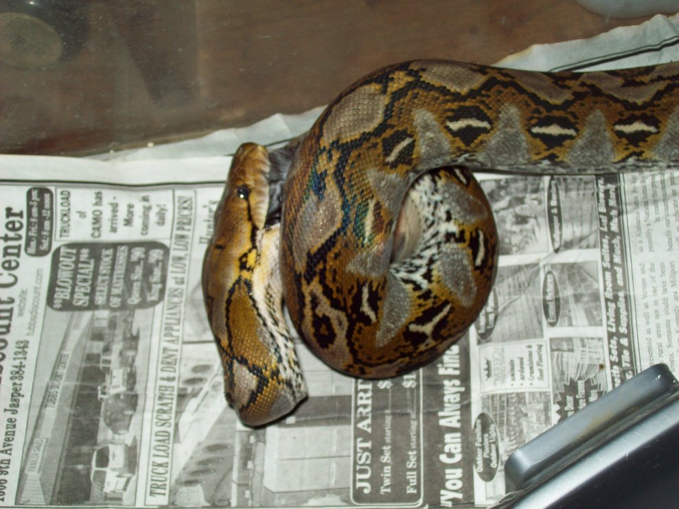 retic eating