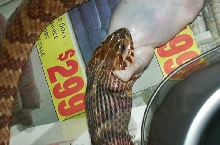 water eating hairless rat 2