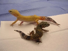 Green leo?