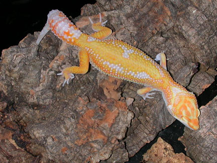 One of the new Females from A&M