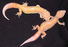 the male with the other girl