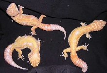 the three together