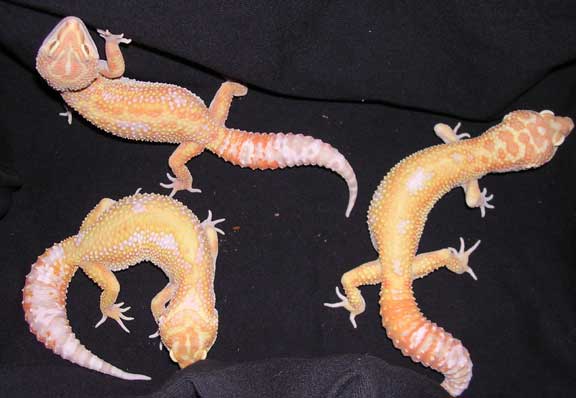 the three together