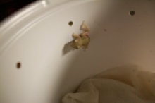 Tree Frog