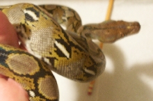 retic