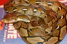better retic pics