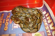 another retic pic