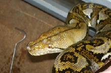 11'-12' retic