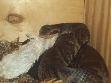 My Florida cotton eatin
