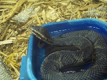 Florida cottonmouth smelling rats