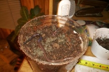 13 inche earth worm