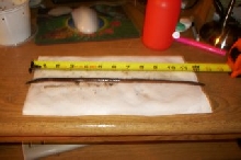 Large earth worm