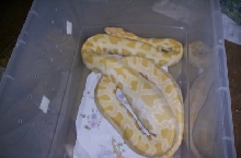 pic of the burm after eating the rooster