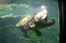 Large Alligator snapper in Memphis Zoo