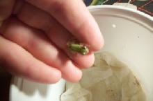 baby GREEN tree frog 7-3-03