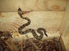 baby black tail 2