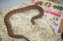 banded water snake female