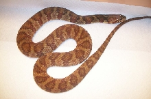 Banded water snake after shed