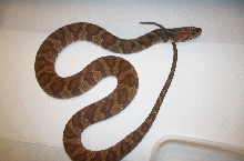 Banded water snake after shed (2)